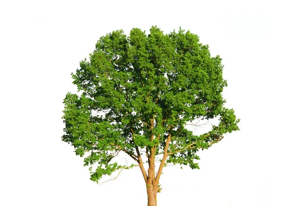 Πράσινο δέντρο απομονωμένο σε λευκό — Φωτογραφία Αρχείου