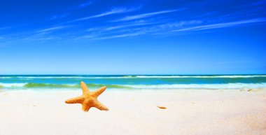 Starfish on a beach clipart