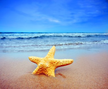 Starfish on a beach clipart