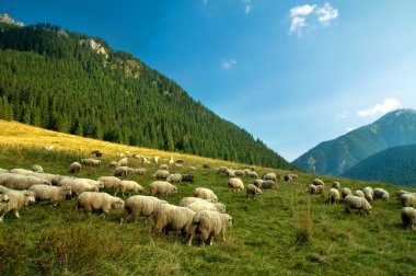 Sheep farm in the mountains clipart