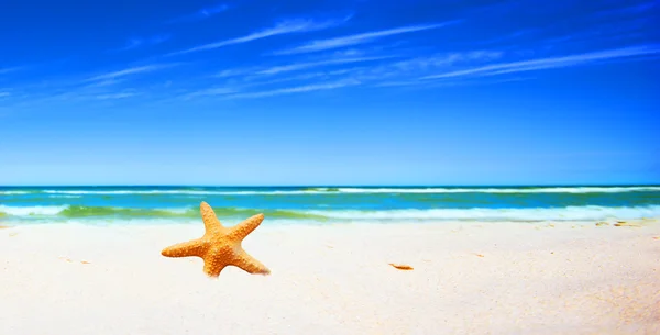Starfish on a beach — Stock Photo, Image