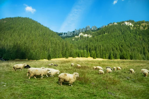 Sheep farm in the mountains — Stock Photo, Image