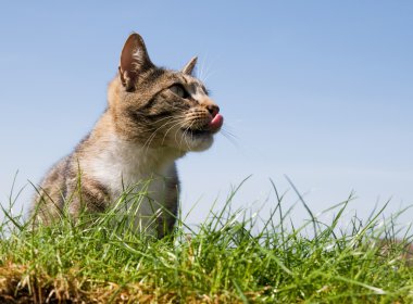 Happy cat portrait clipart