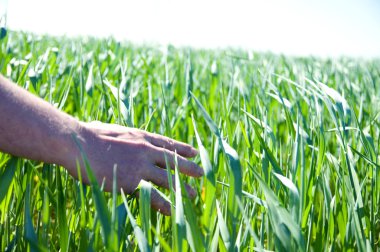 Hand touching fresh wheat clipart