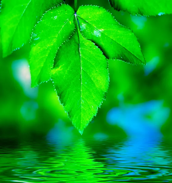 자연 잎 배경 — 스톡 사진