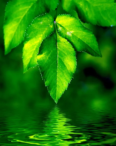 Natürliche Blätter Hintergrund — Stockfoto