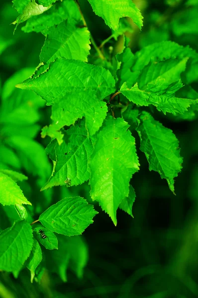 stock image Green leaves and herbs