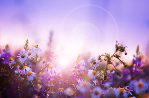 Spring flowers field — Stock Photo, Image