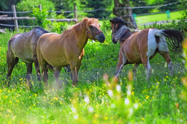 Tre cavalli — Foto Stock