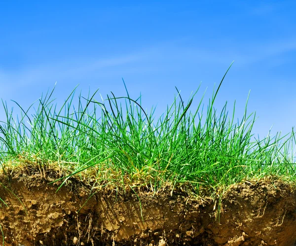 Boden, Gras, Himmelsquerschnitt — Stockfoto