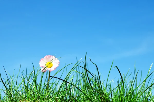 Hierba verde, flor y cielo azul — Foto de Stock