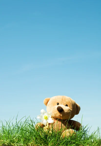 Teddybär auf Gras — Stockfoto