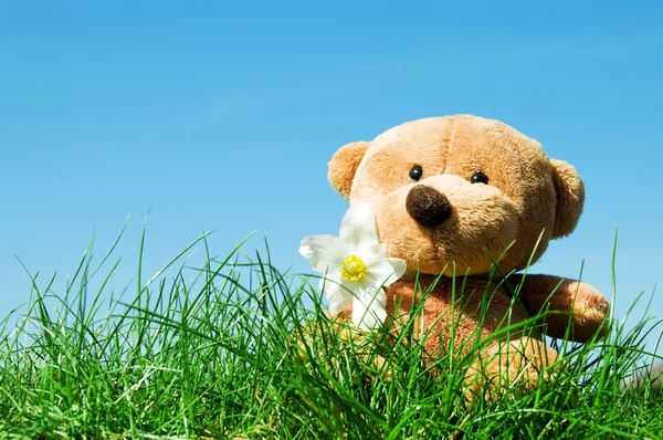 Медвежонок на траве — стоковое фото