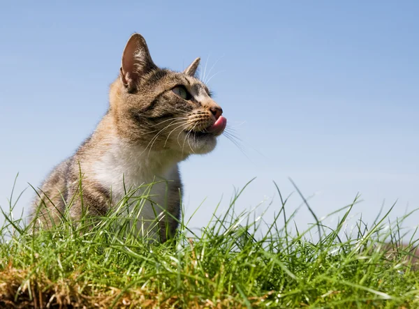Happy cat portrait — Stock Photo, Image