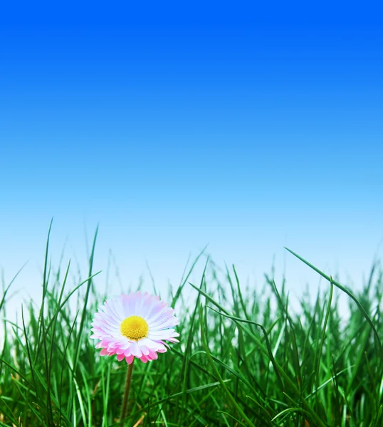 Grönt gräs, blommor och blå himmel — Stockfoto