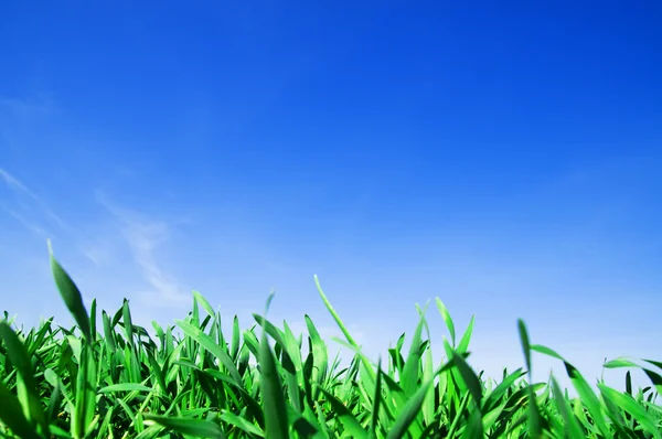 Gräs och blå himmel — Stockfoto