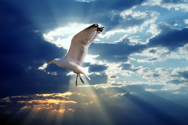Oiseau majestueux contre le ciel couchant — Photo