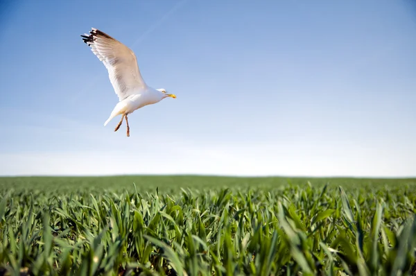 緑の芝生の上を飛んでいる鳥 — ストック写真