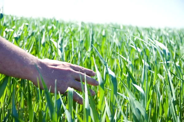 Hand touching fresh wheat — Stock Photo, Image