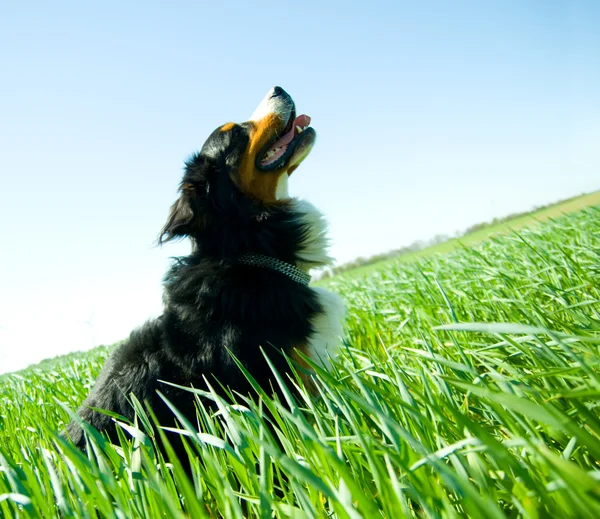 Милый, здоровый пес на поле — стоковое фото