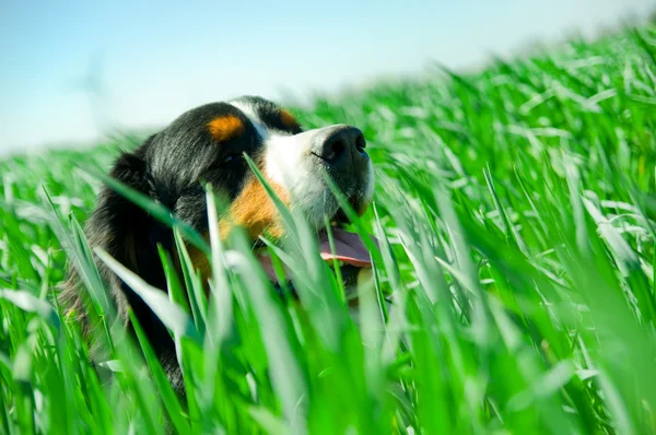 Um cão bonito na grama — Fotografia de Stock