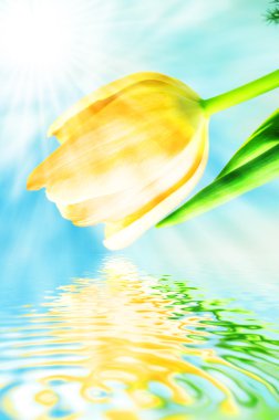 Beautiful spring tulips background clipart