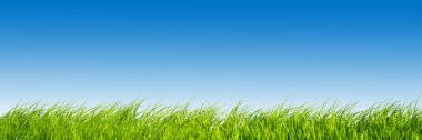 Green fresh grass on blue sky panorama. clipart