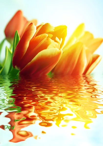 美丽的春天的郁金香背景 — 图库照片