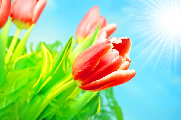 Tavaszi virágok háttér — Stock Fotó
