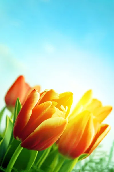 Bela primavera tulipas fundo — Fotografia de Stock