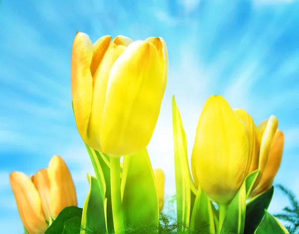 Bella primavera tulipani sfondo — Foto Stock