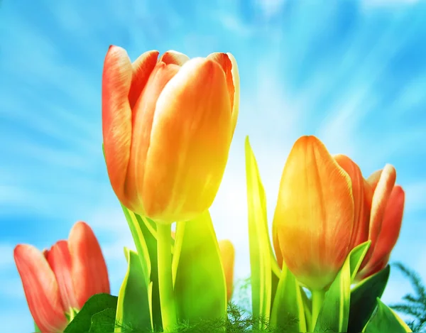 아름 다운 봄 튤립 배경 — 스톡 사진