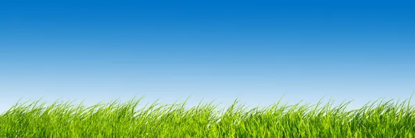 Πράσινο φρέσκο χόρτο στο Πανόραμα μπλε ουρανό. — Φωτογραφία Αρχείου