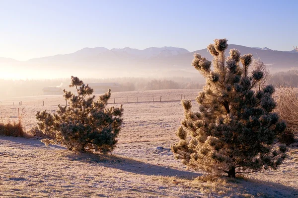 Bevroren bomen in de winter — Stockfoto
