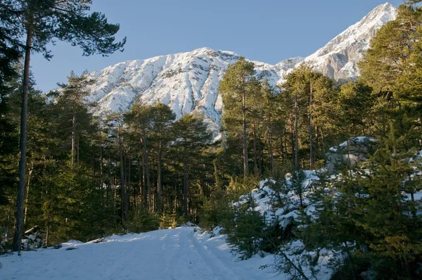 Forêt d'hiver avec montagnes — Photo