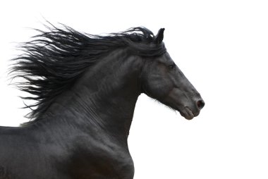Portrait of galloping frisian horse clipart