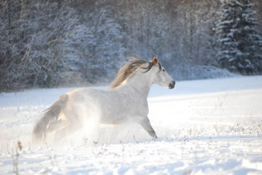 Grey andalusian horse gallops the snow clipart