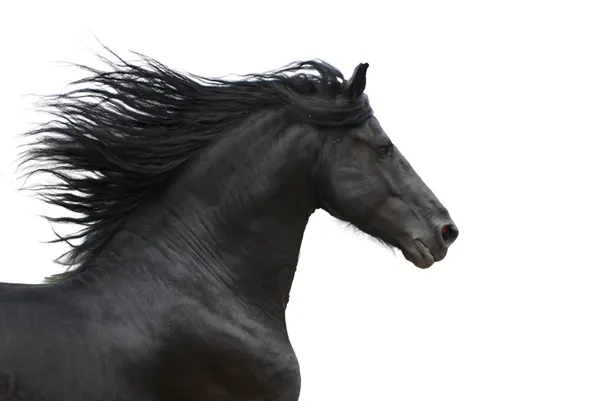 Portret galopujący Koń fryzyjski — Zdjęcie stockowe