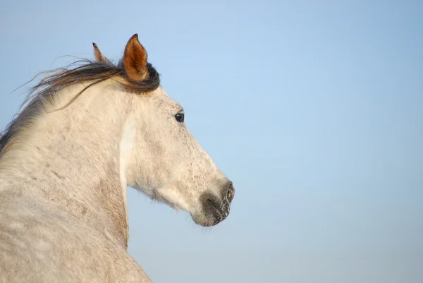 Portret grijs Andalousische paard in beweging — Stockfoto