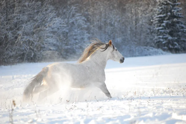 Grå andalusiska hästen galopperar snön — Stockfoto