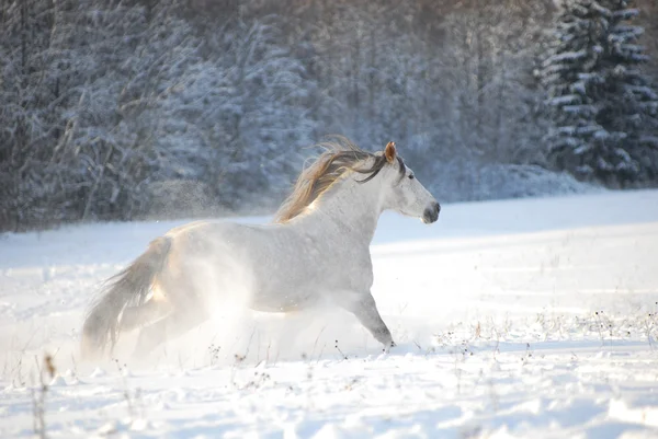 Schimmelpferd galoppiert durch den Schnee — Stockfoto