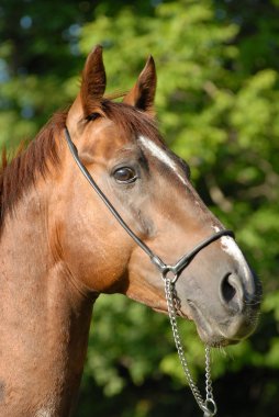 Portrait of a proud red hack-horse clipart
