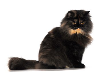 Persian tortie cat on white bakcground clipart