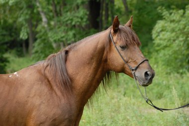 Portrait of a Red hack stallion clipart