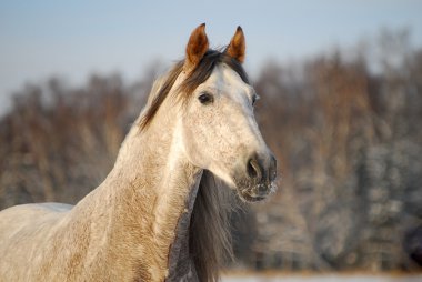 Portrait grey andalusian horse clipart