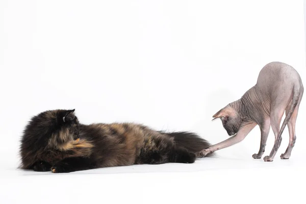 Persian tortie cat and sphynx on white — Stock Photo, Image