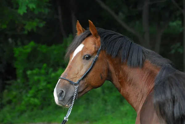 Retrato de un hermoso caballo hacker — Foto de Stock