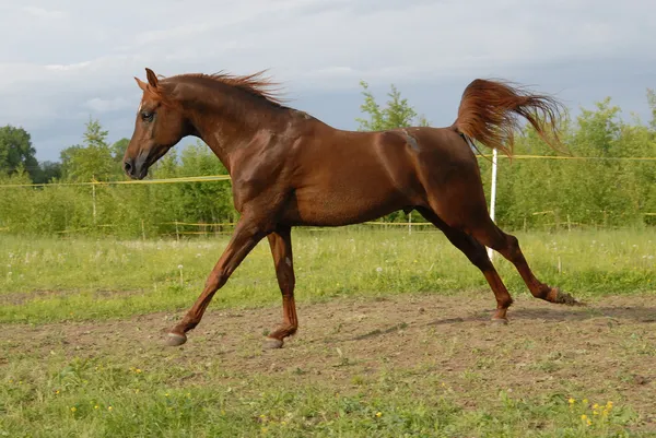 Hrdý, červené Arabský kůň tryskem — Stock fotografie