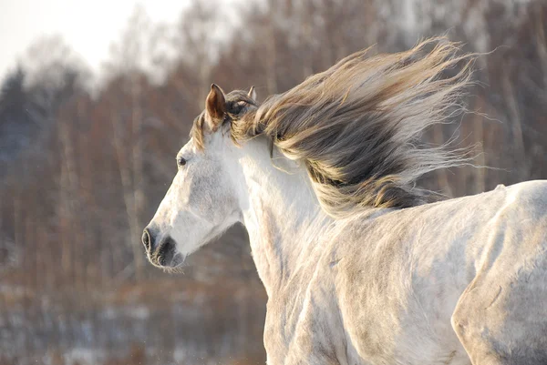 Grey horse gallops — Stock Photo, Image