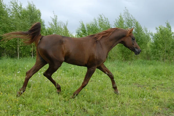 Stattliche rote arabische Pferde traben — Stockfoto